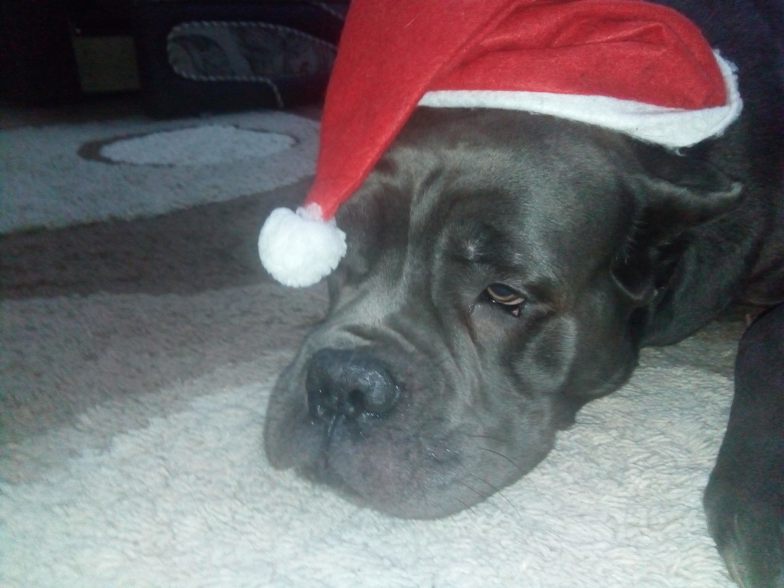 My dog ??is sad about the past New Year holidays - My, Dog, New Year, Old New Year, Sadness