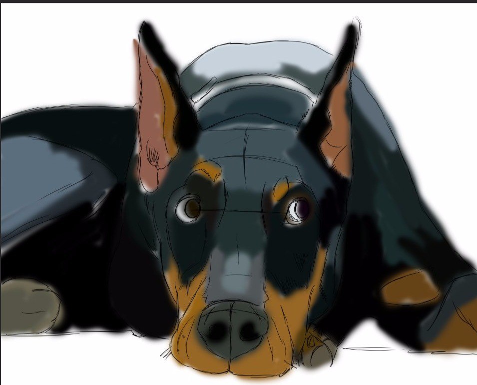 how i drew a doberman - My, Doberman, Illustrations, Dog, Digital drawing, Photoshop, Realism, League of Artists, Drawing process, Longpost