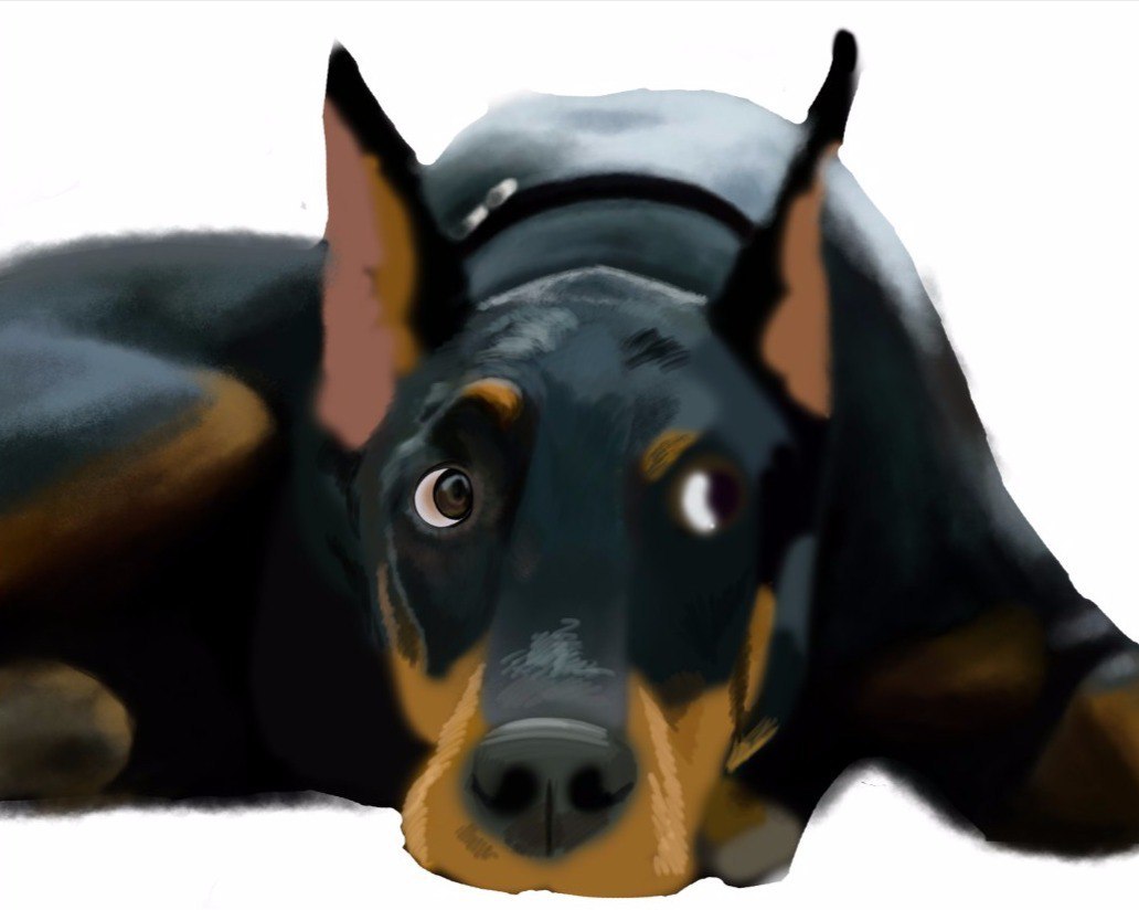 how i drew a doberman - My, Doberman, Illustrations, Dog, Digital drawing, Photoshop, Realism, League of Artists, Drawing process, Longpost