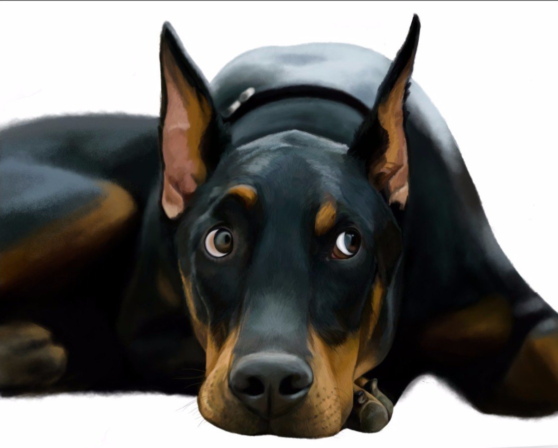 how i drew a doberman - My, Doberman, Illustrations, Dog, Digital drawing, Photoshop, Realism, League of Artists, Drawing process, Longpost