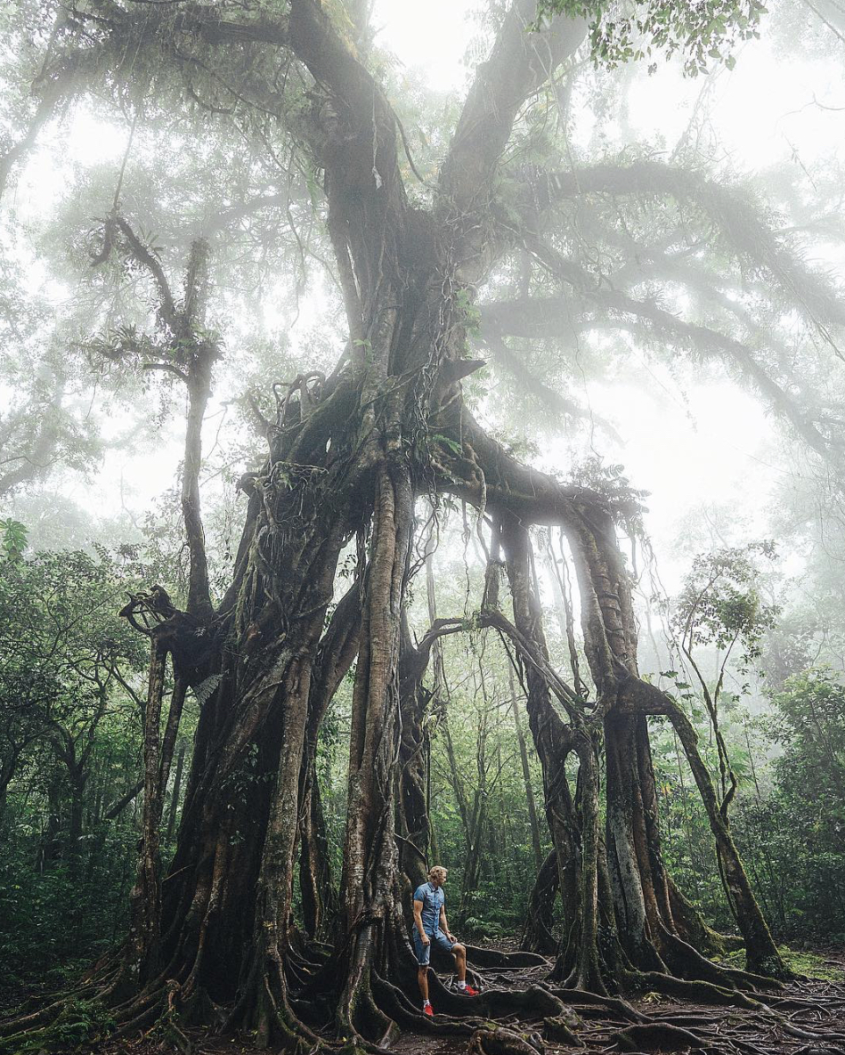 Incredible trees in Bali! - My, Tree, Beginning photographer, Longpost