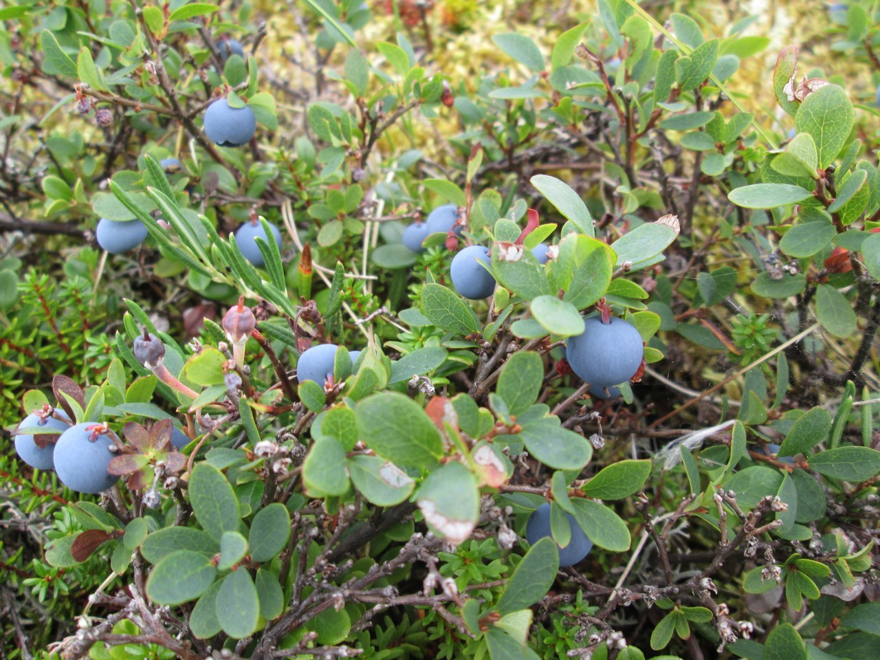 Northern Berries. - Strawberry, Blueberry, Blueberry, Cranberry, Cowberry, Cloudberry, Longpost