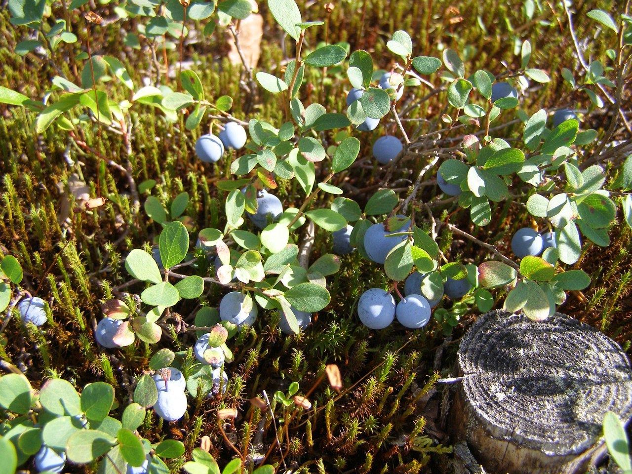 Northern Berries. - Strawberry, Blueberry, Blueberry, Cranberry, Cowberry, Cloudberry, Longpost