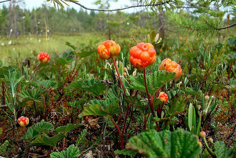 Northern Berries. - Strawberry, Blueberry, Blueberry, Cranberry, Cowberry, Cloudberry, Longpost