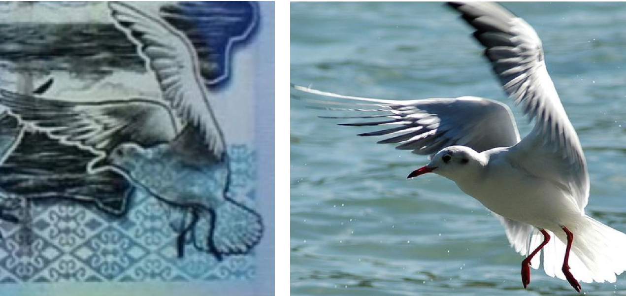 500 tenge and a seagull. - Tenge, Seagulls, Authorship, Longpost