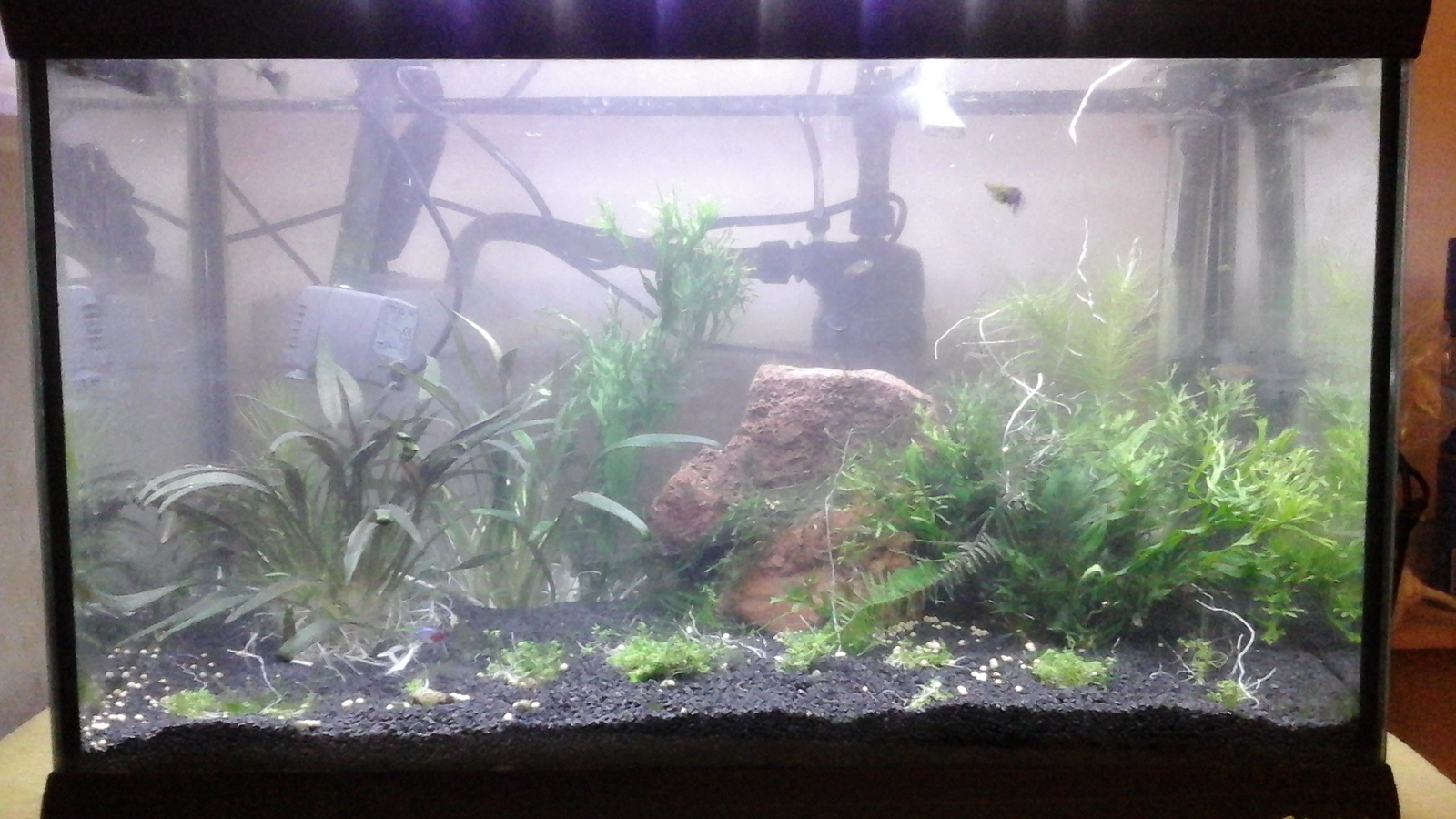 Restarting the aquarium - My, Aquarium, Aquarium