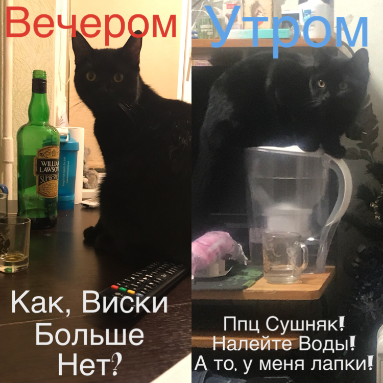 Мой котейка, Морфеус! - Моё, Кот, Котомафия, Алкоголь