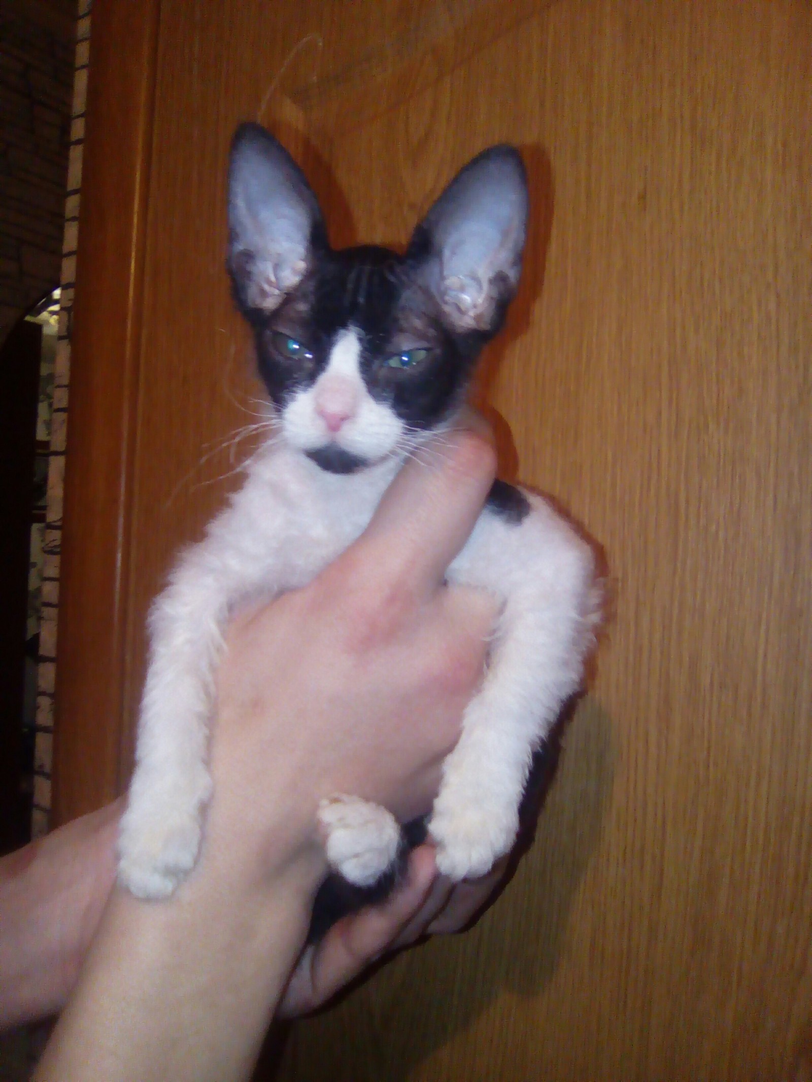 The cat is growing. - My, Don Sphynx, cat, Harm, Longpost