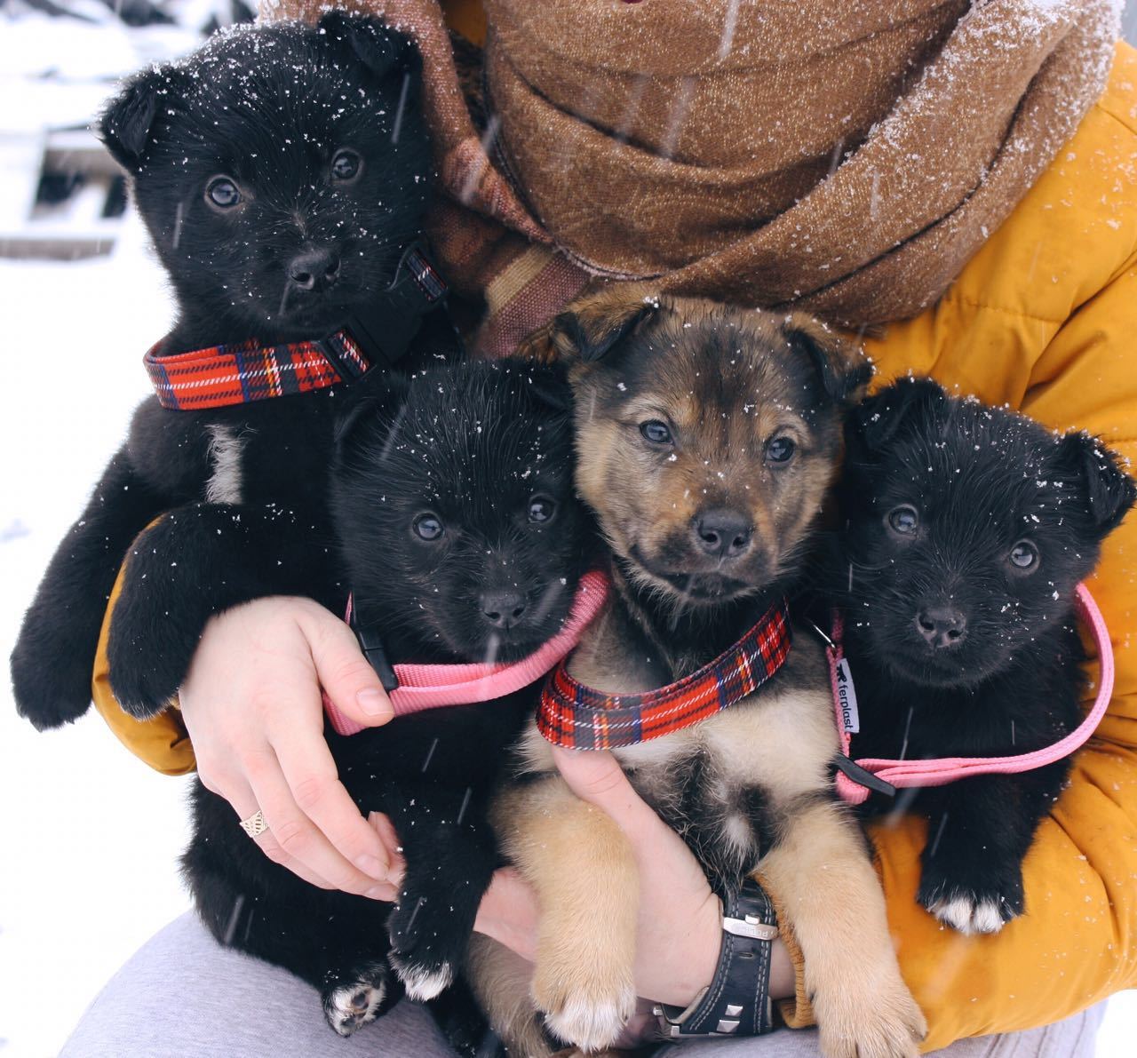 Snub-nosed dogs are waiting for mampaps! - Dog, In good hands, Puppies, Longpost