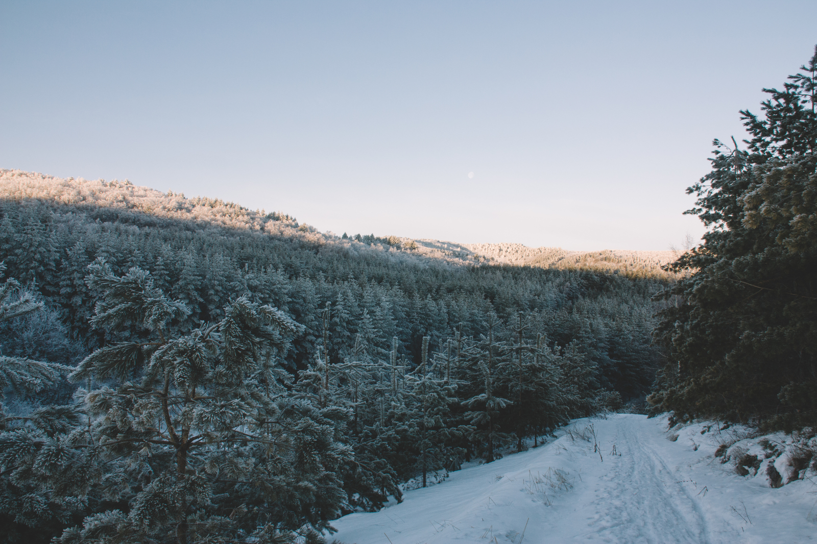 The beauty of the winter forest - My, My, Landscape, Nature, Winter, Forest