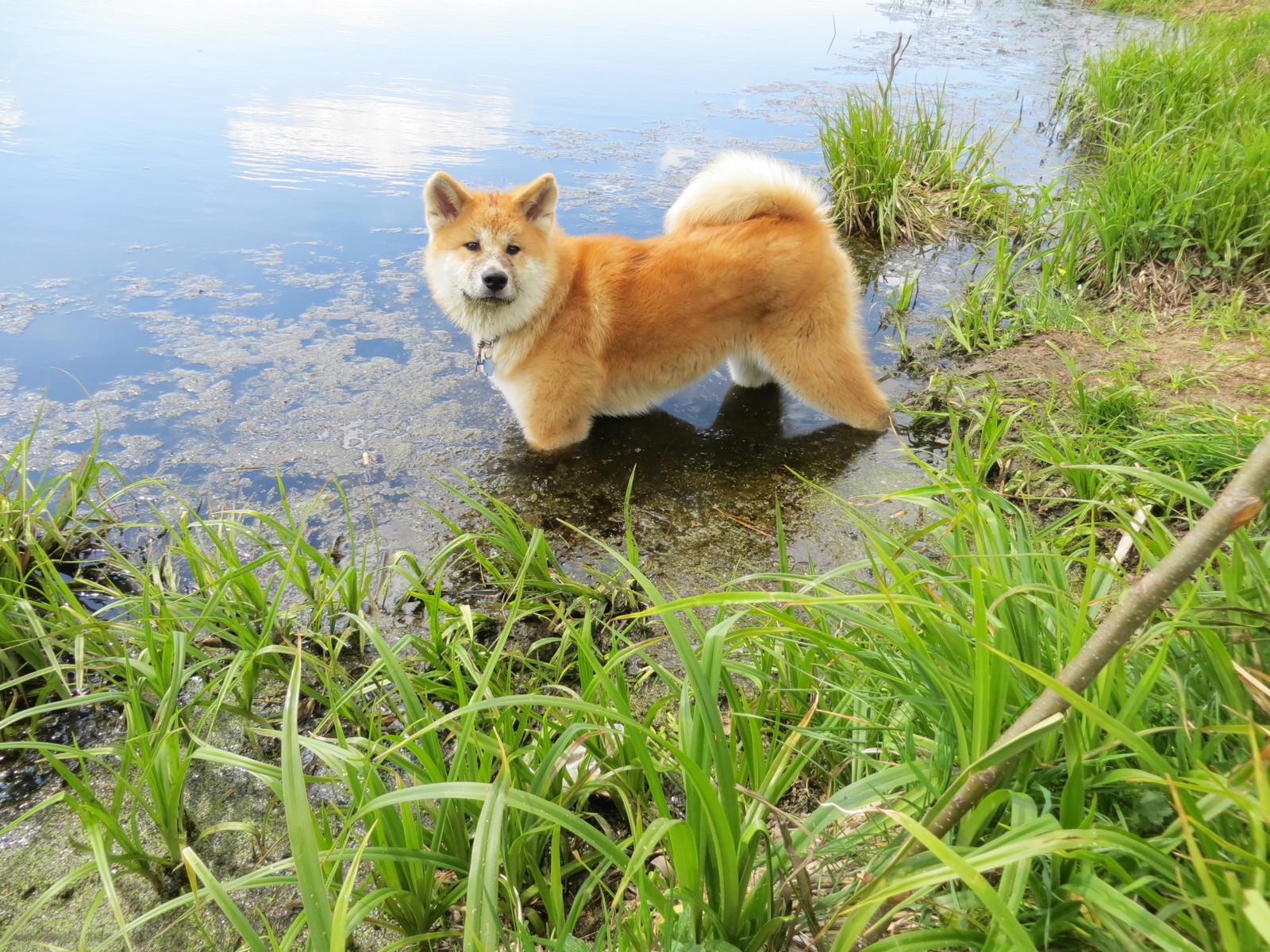 Transformation from plush toy to dog - My, Akita inu, , Dog, Longpost