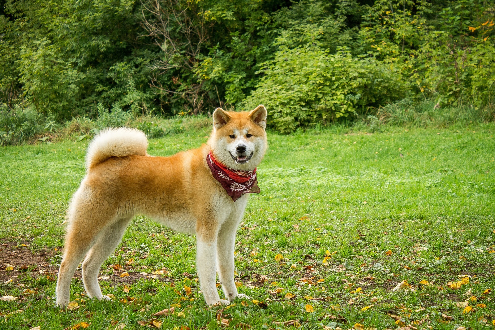 Transformation from plush toy to dog - My, Akita inu, , Dog, Longpost