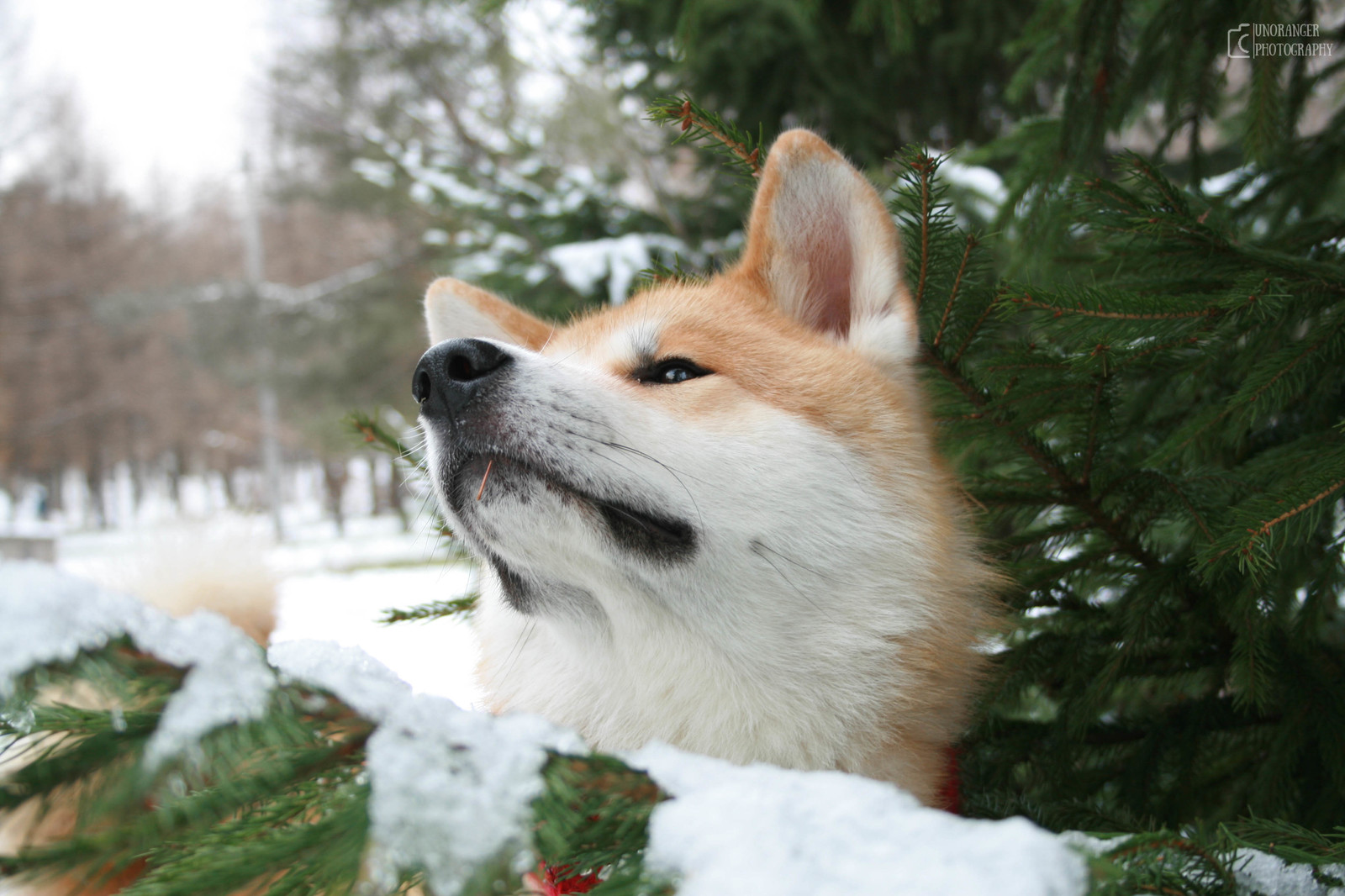 Transformation from plush toy to dog - My, Akita inu, , Dog, Longpost