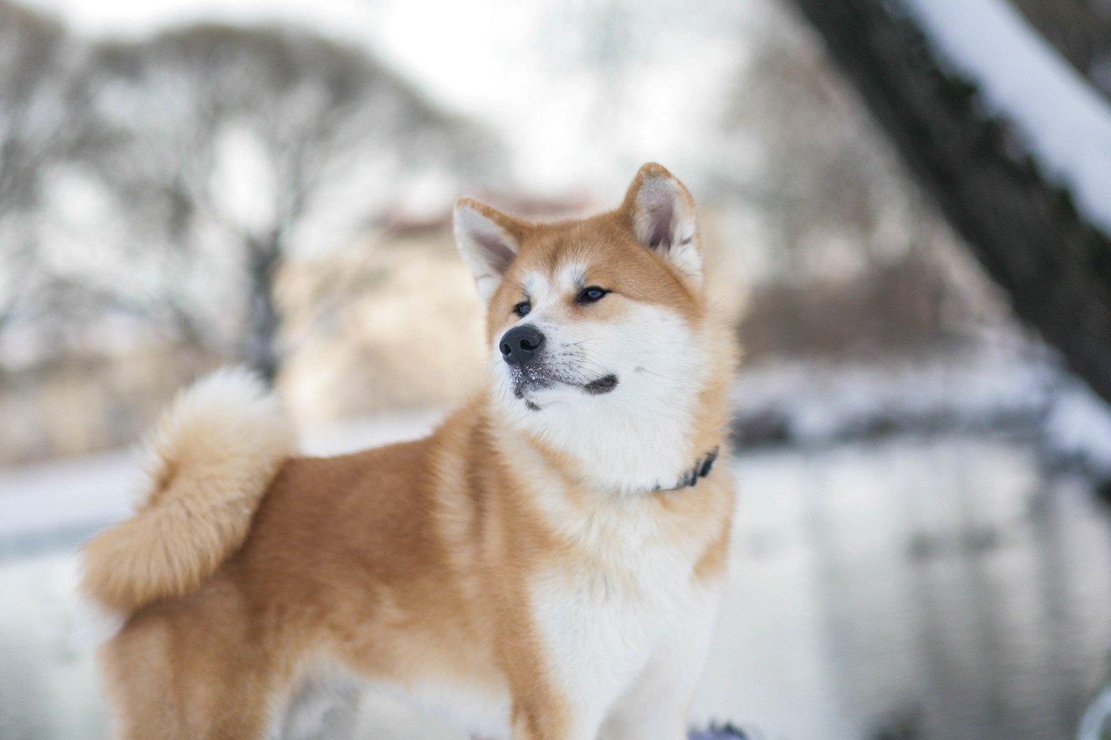 Transformation from plush toy to dog - My, Akita inu, , Dog, Longpost