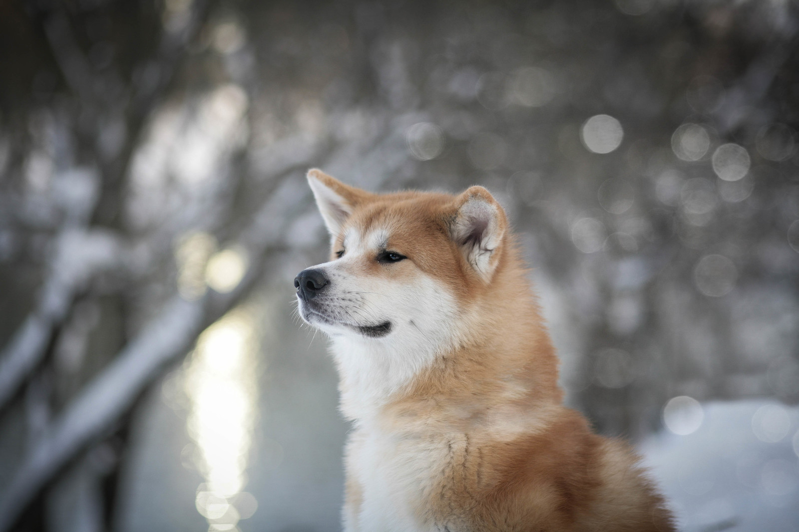 Transformation from plush toy to dog - My, Akita inu, , Dog, Longpost