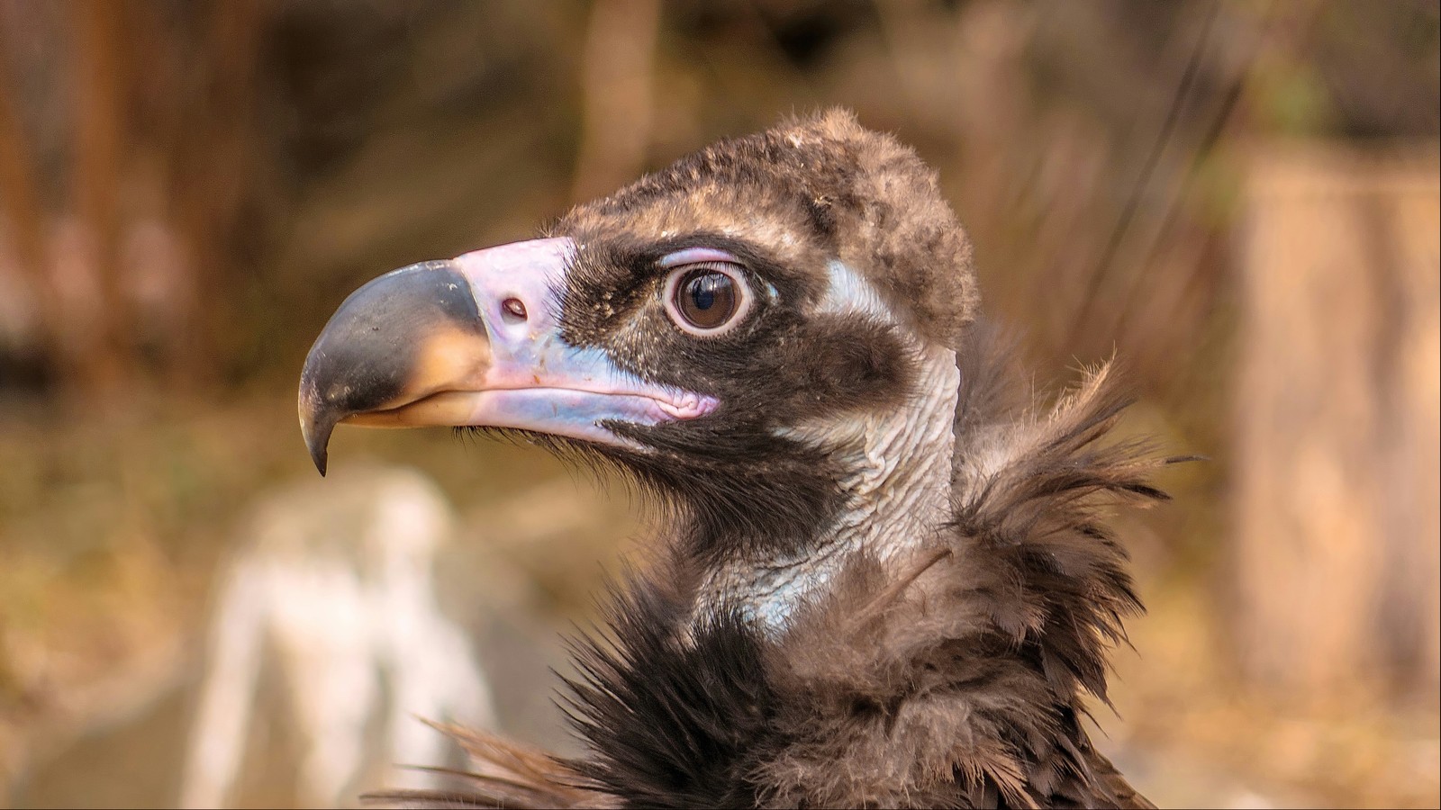 Inhabitants of the Rostov Zoo - My, Zoo, Animals, Rostov-on-Don, Portrait, Fauna, Longpost