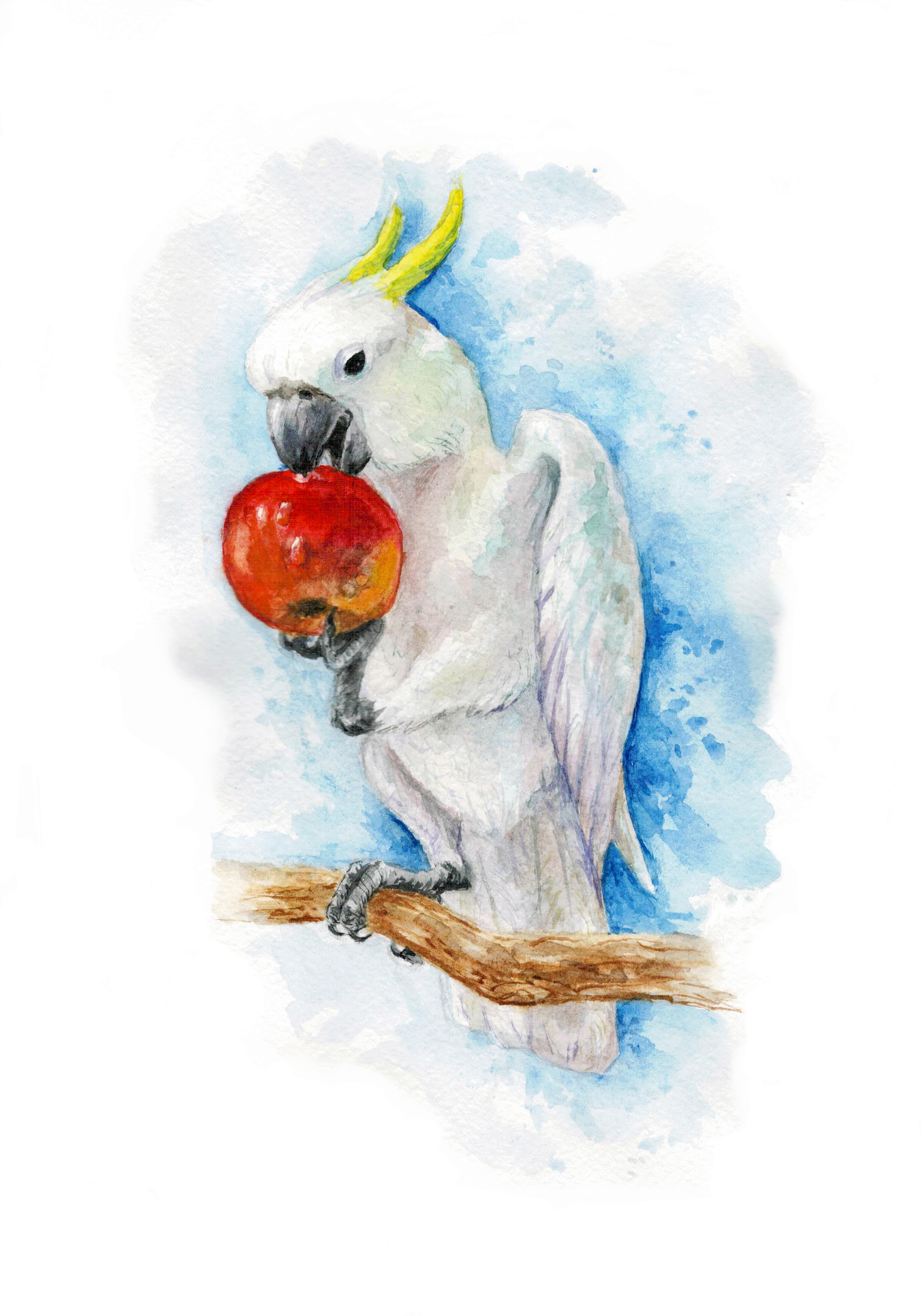 Innocent watercolor - My, Cockatoo, Kesha, Innocent, A parrot, Watercolor, Longpost