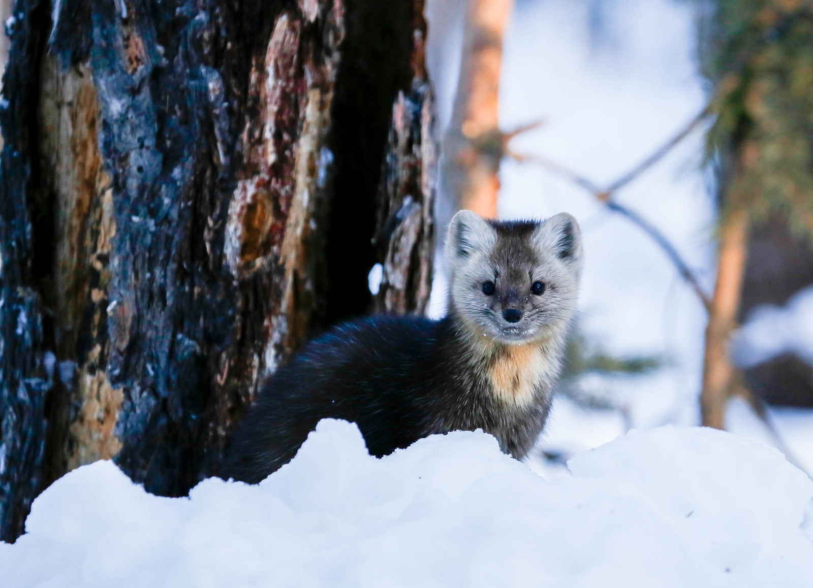 First meeting. - Sable, Barguzin Nature Reserve, Artur Murzakhanov, , Not mine, Longpost, Communication, State Inspector