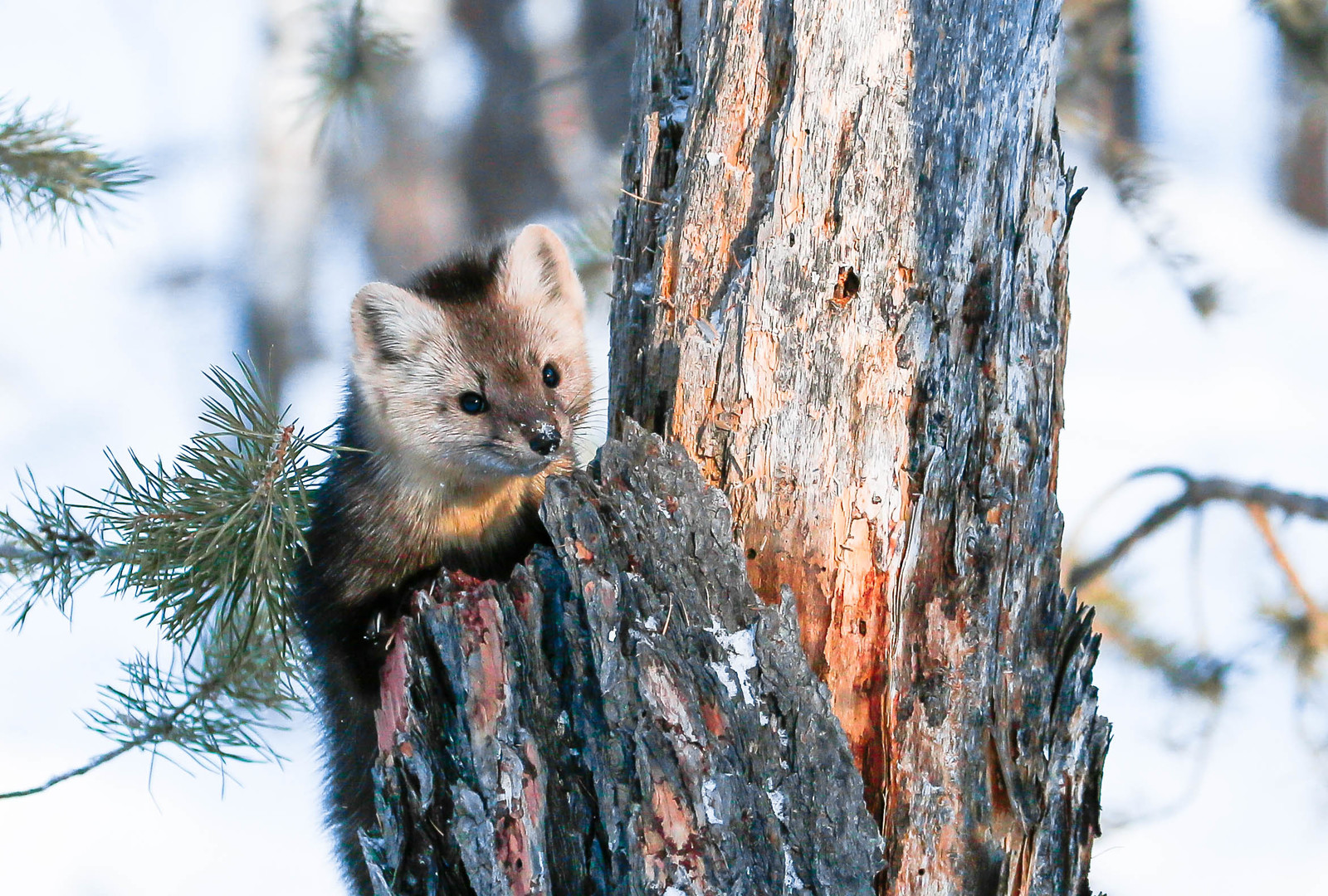 First meeting. - Sable, Barguzin Nature Reserve, Artur Murzakhanov, , Not mine, Longpost, Communication, State Inspector