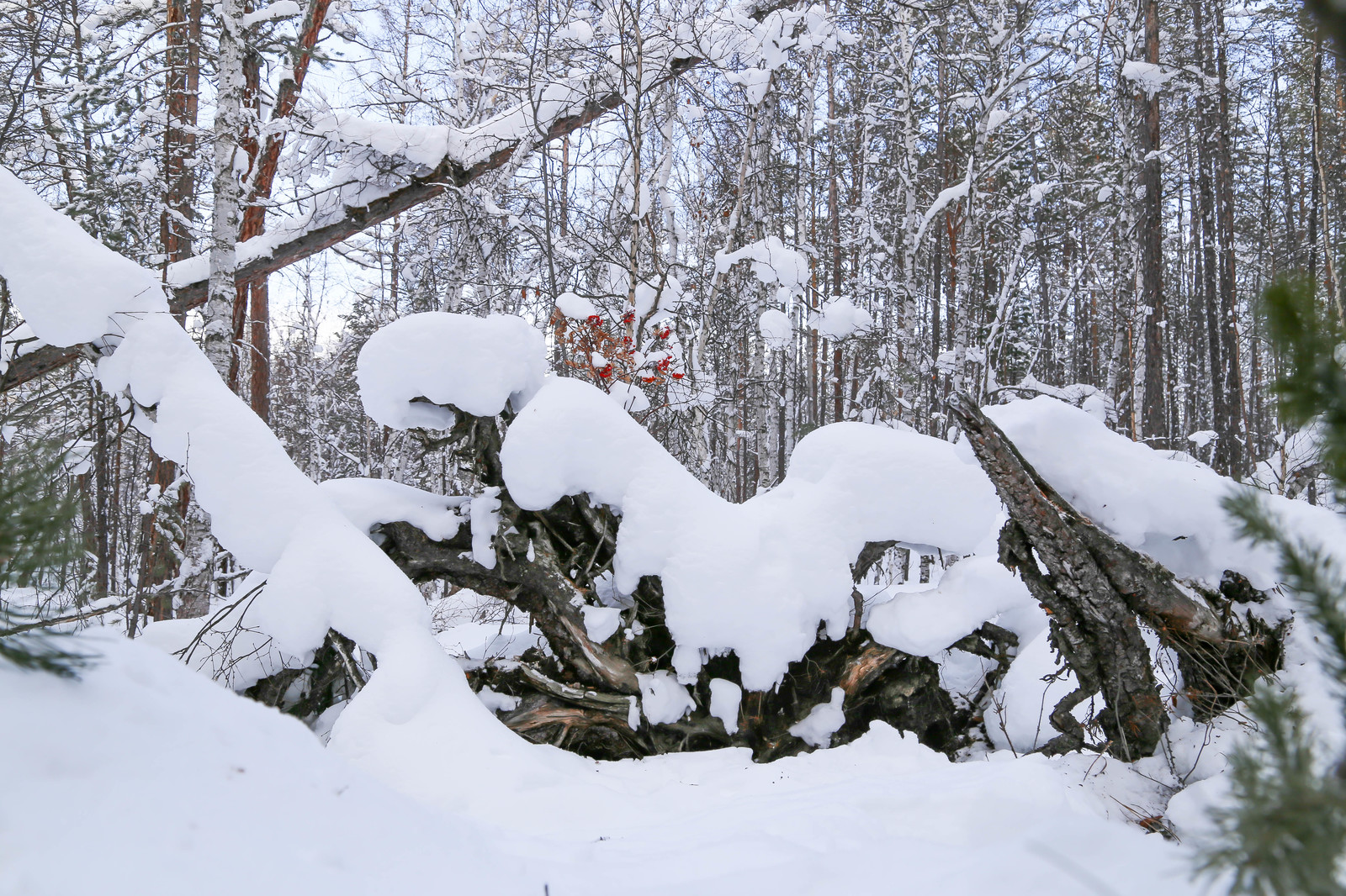 First meeting. - Sable, Barguzin Nature Reserve, Artur Murzakhanov, , Not mine, Longpost, Communication, State Inspector