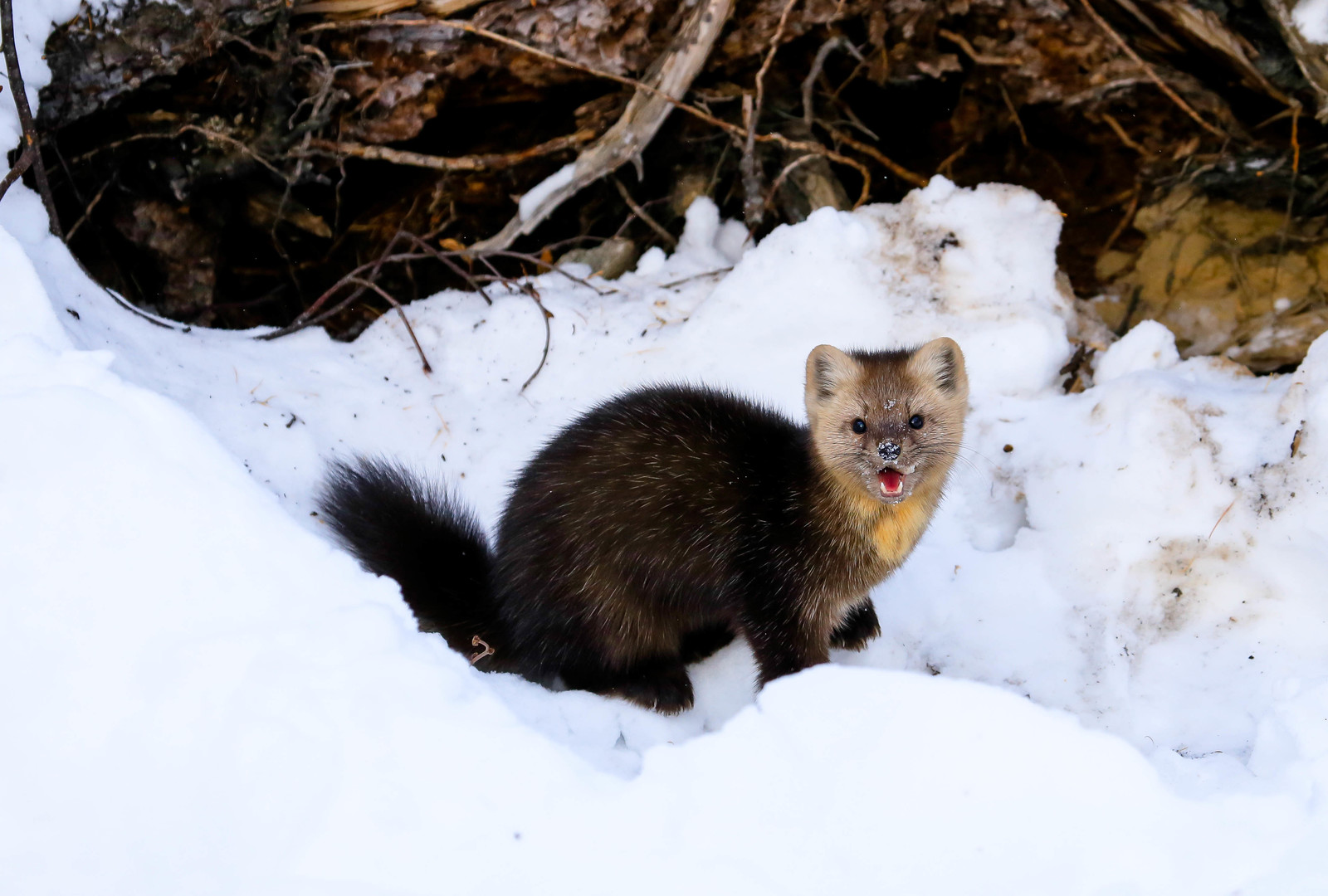 First meeting. - Sable, Barguzin Nature Reserve, Artur Murzakhanov, , Not mine, Longpost, Communication, State Inspector