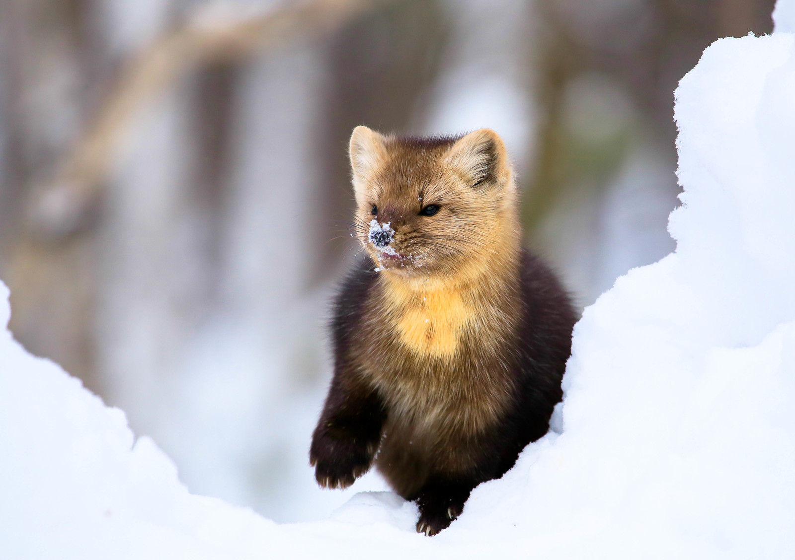 First meeting. - Sable, Barguzin Nature Reserve, Artur Murzakhanov, , Not mine, Longpost, Communication, State Inspector