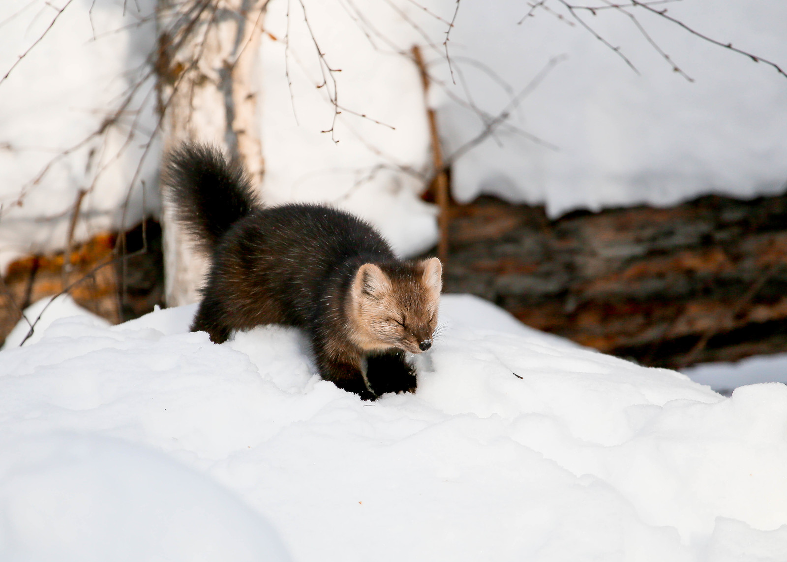 First meeting. - Sable, Barguzin Nature Reserve, Artur Murzakhanov, , Not mine, Longpost, Communication, State Inspector