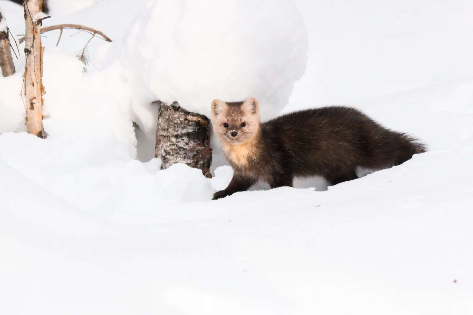 First meeting. - Sable, Barguzin Nature Reserve, Artur Murzakhanov, , Not mine, Longpost, Communication, State Inspector