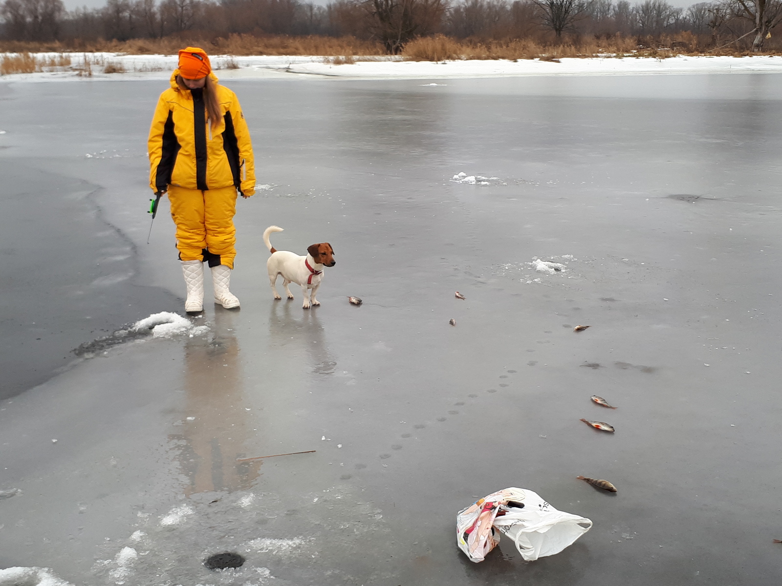 Features of New Year's fishing 2018 - My, Volga, Saratov, A fish, January, Longpost, Volga river, Fishing