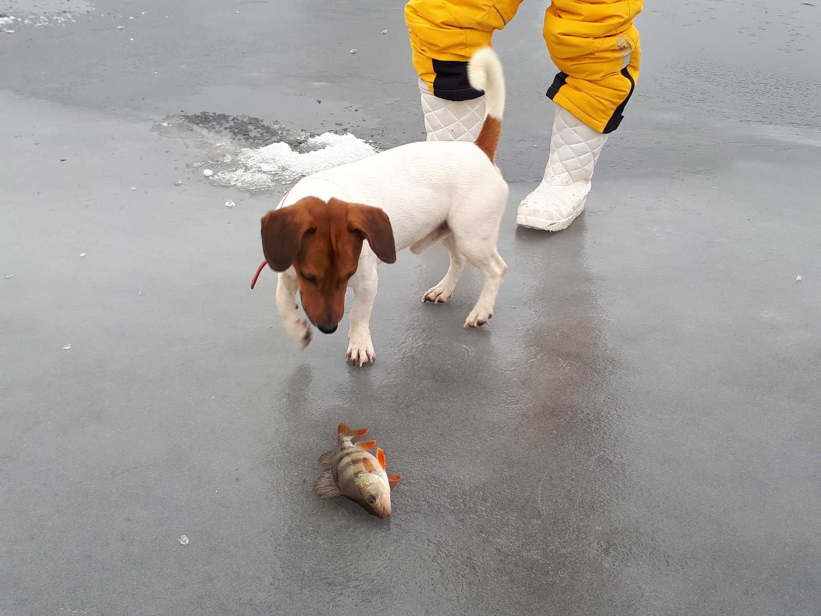 Features of New Year's fishing 2018 - My, Volga, Saratov, A fish, January, Longpost, Volga river, Fishing