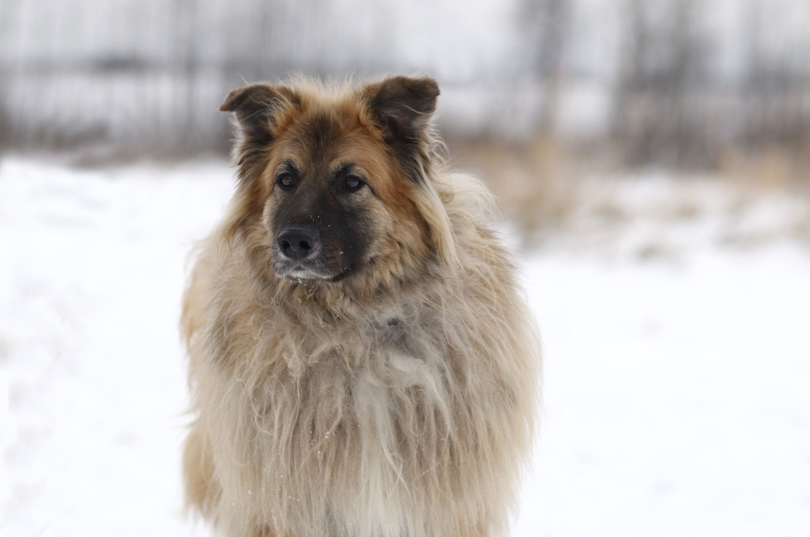 Dog Fog - My, Dog, Sheremetyevo Shelter, Longpost