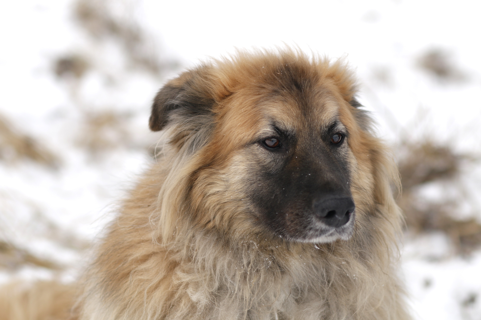 Dog Fog - My, Dog, Sheremetyevo Shelter, Longpost