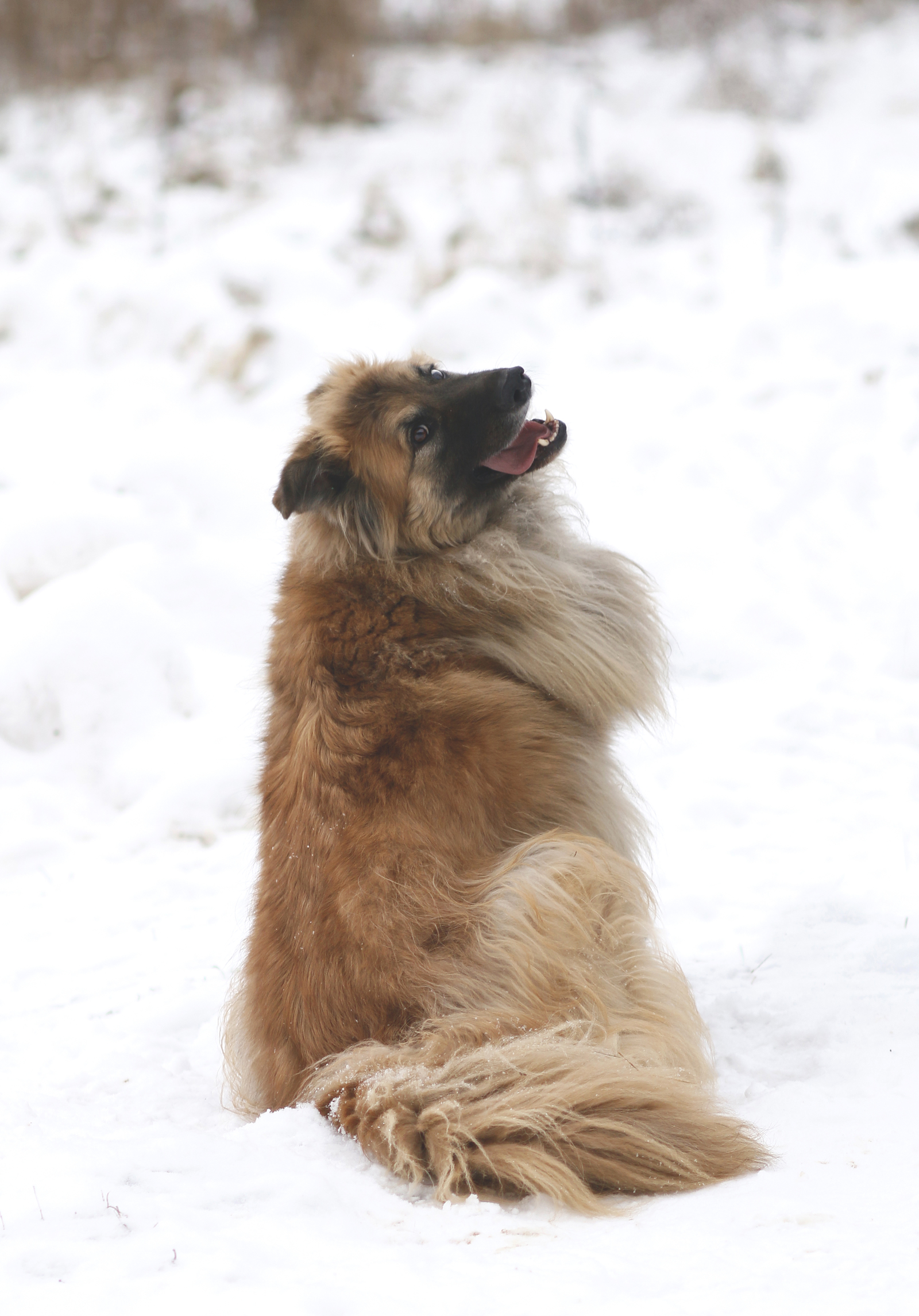 Dog Fog - My, Dog, Sheremetyevo Shelter, Longpost