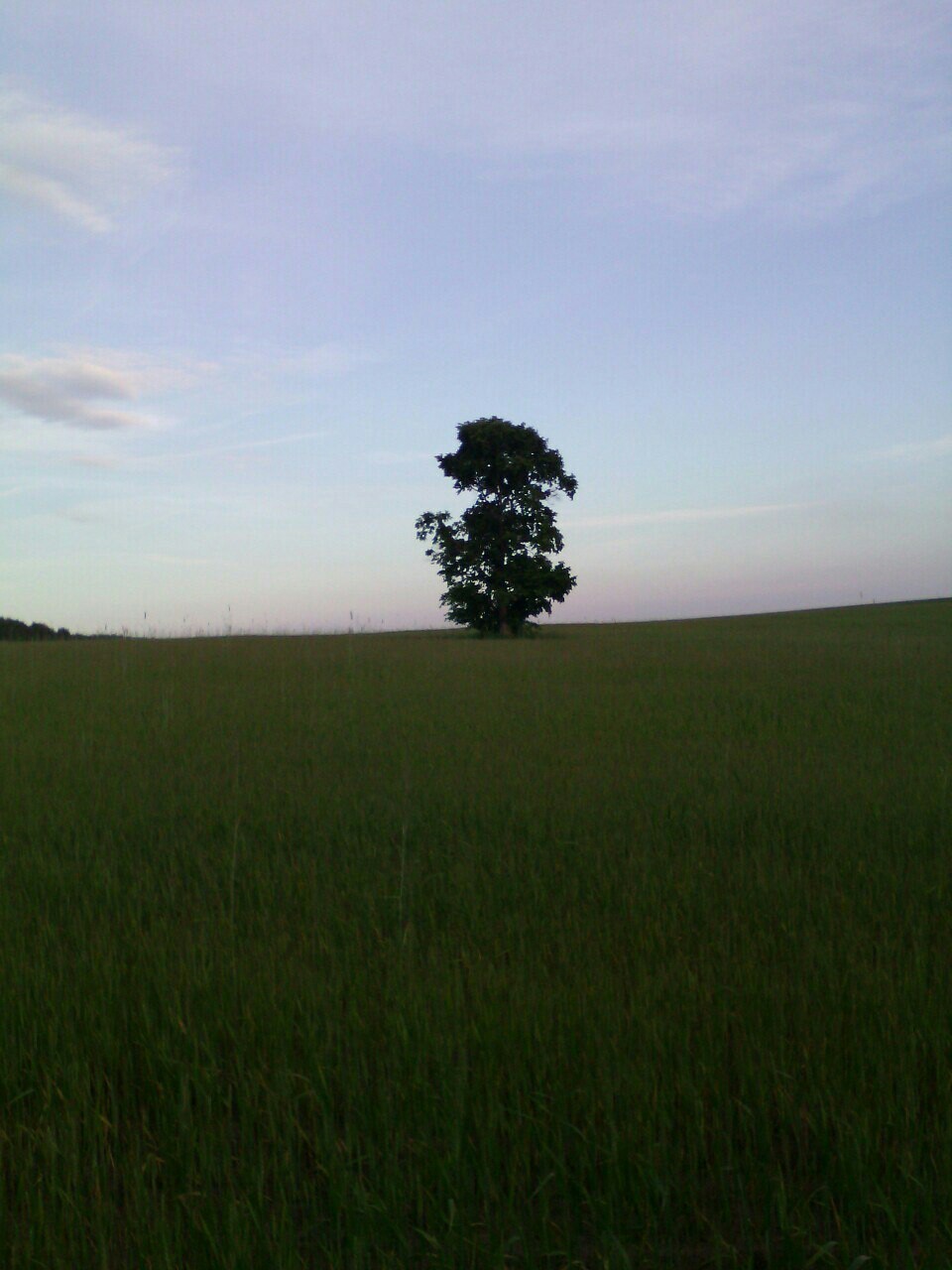 From the life of a tree - Wood, Tree, Tree, Nature, beauty of nature, Longpost