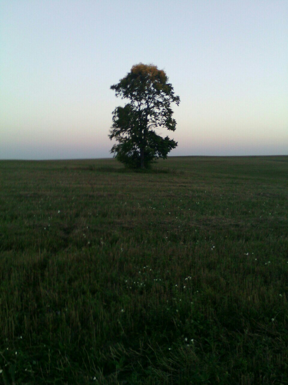 From the life of a tree - Wood, Tree, Tree, Nature, beauty of nature, Longpost