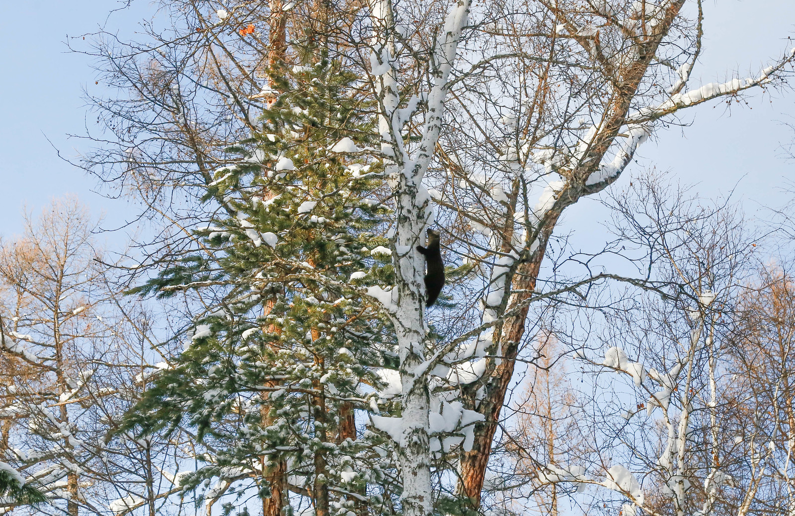 About Sable Baby - 2 - Barguzin Nature Reserve, Artur Murzakhanov, Communication, State Inspector, Longpost, Sable