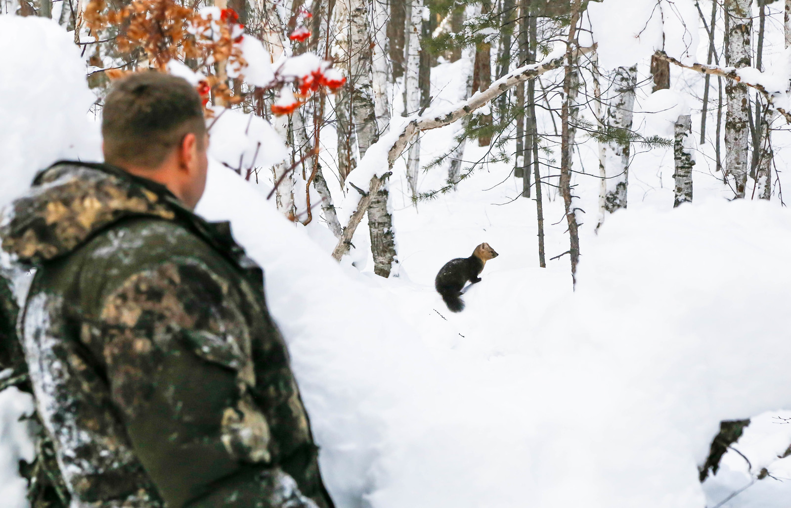 About Sable Baby - 2 - Barguzin Nature Reserve, Artur Murzakhanov, Communication, State Inspector, Longpost, Sable