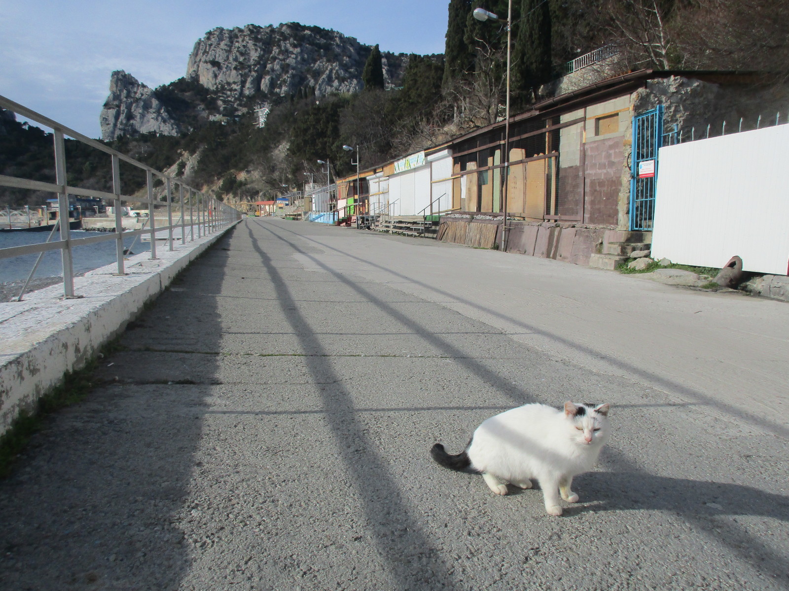 How many cats do you see in the picture? - My, , Crimea, Simeiz, Mount Cat, cat