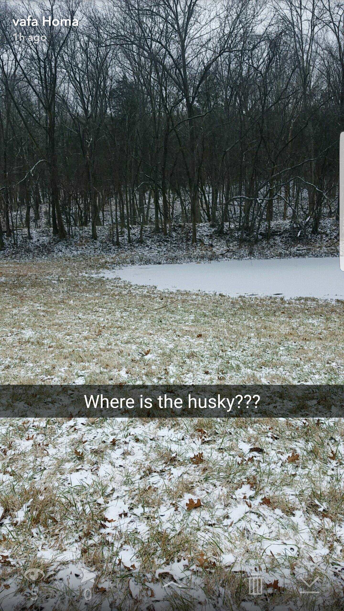 Where is my husky??? - Dog, Husky, Mystery, The photo