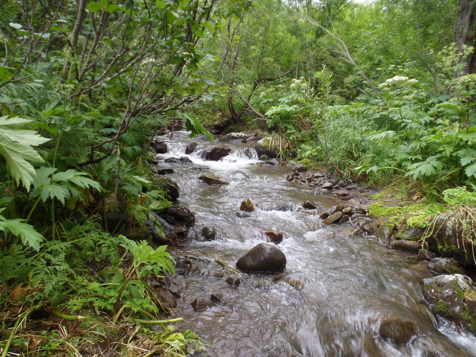 Our race (crawled) to the Bakening volcano. Day two - soaked in dampness, pain and hatred. - My, My, Kamchatka, Tourism, Sodomy, Longpost, , Volcano