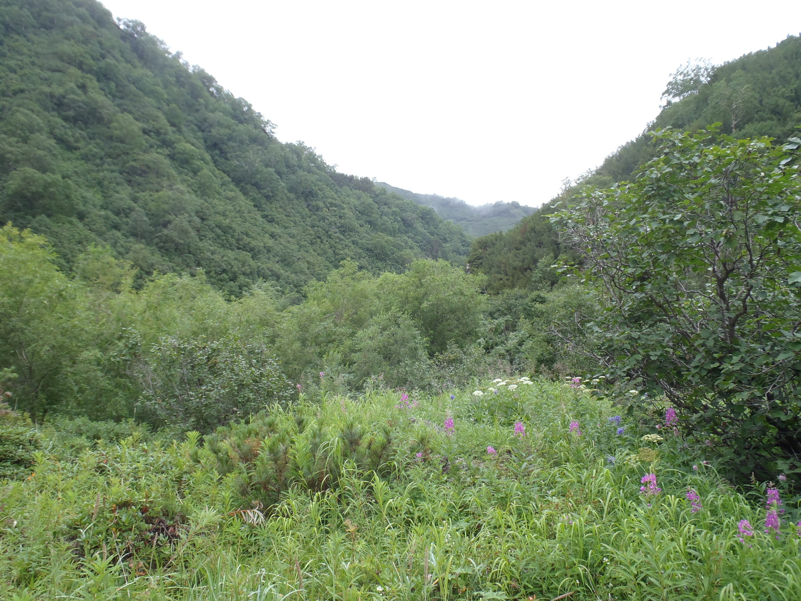 Our race (crawled) to the Bakening volcano. Day two - soaked in dampness, pain and hatred. - My, My, Kamchatka, Tourism, Sodomy, Longpost, , Volcano