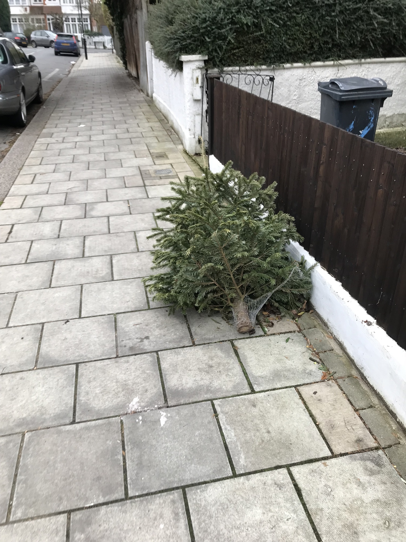 How Christmas trees are thrown away in England - My, Christmas trees, New Year, England, Longpost