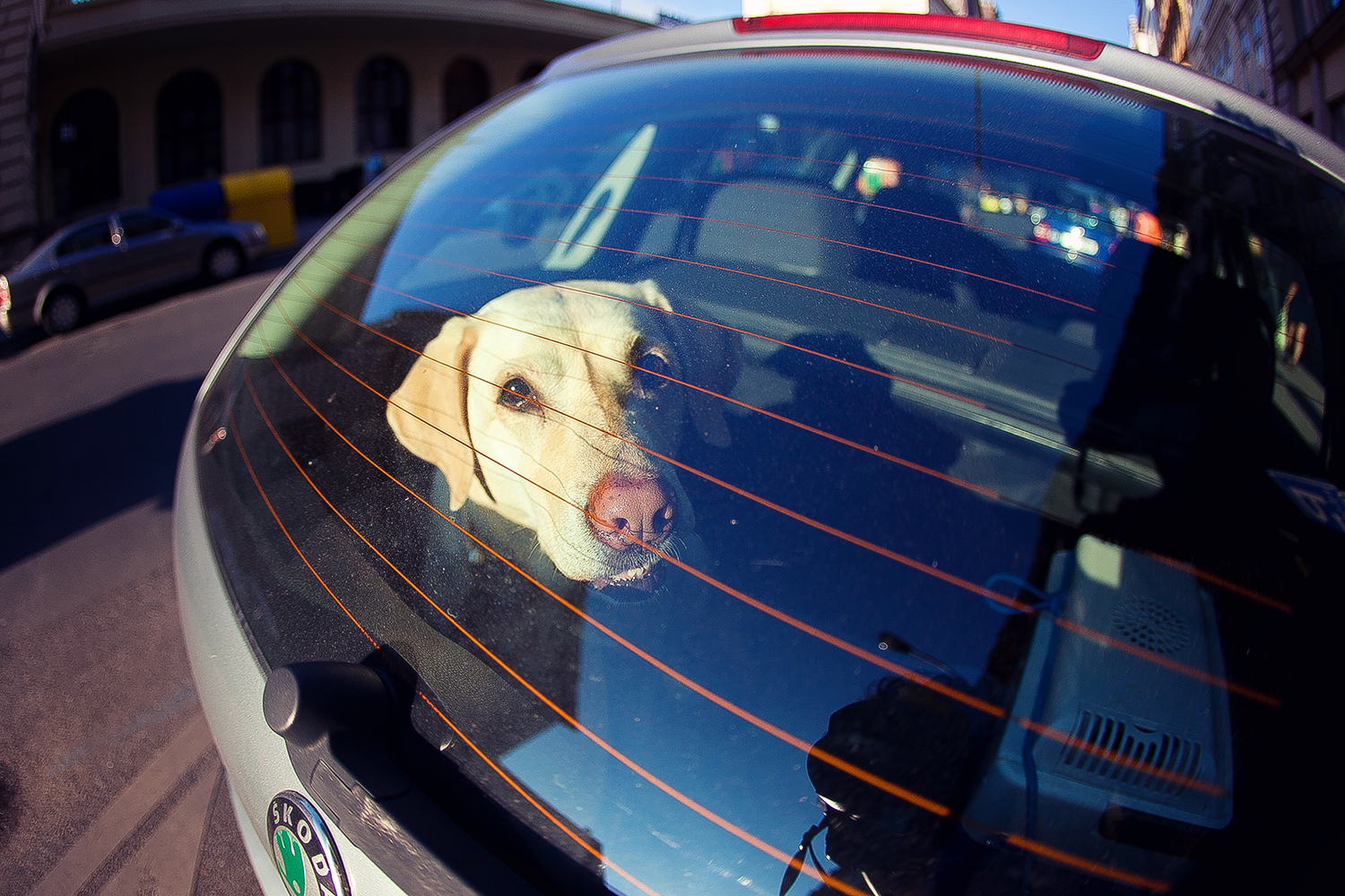 When you wait for her to come. - My, Dog, Prague, Mood, Friend of human, Lifestyle, Czech, Longpost