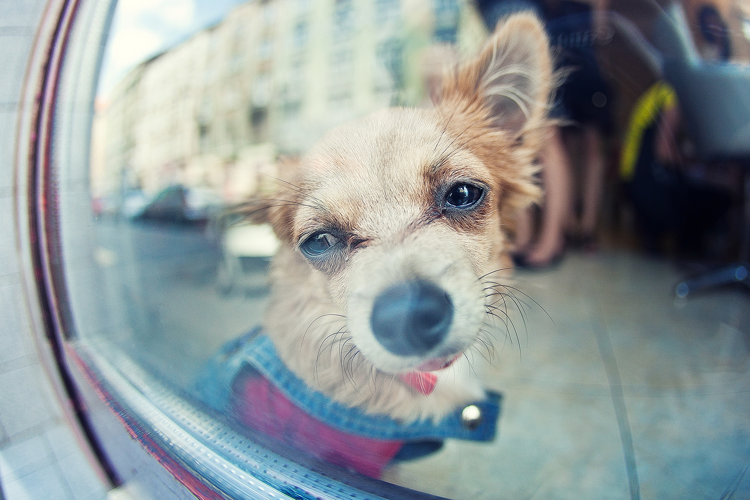 When you wait for her to come. - My, Dog, Prague, Mood, Friend of human, Lifestyle, Czech, Longpost