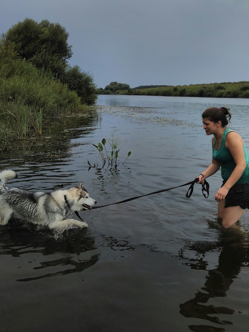 First dog - My, Siberian Husky, Dog, Husky, , Longpost