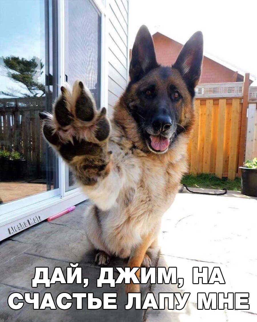 Soulful five - Dog, German Shepherd, High five