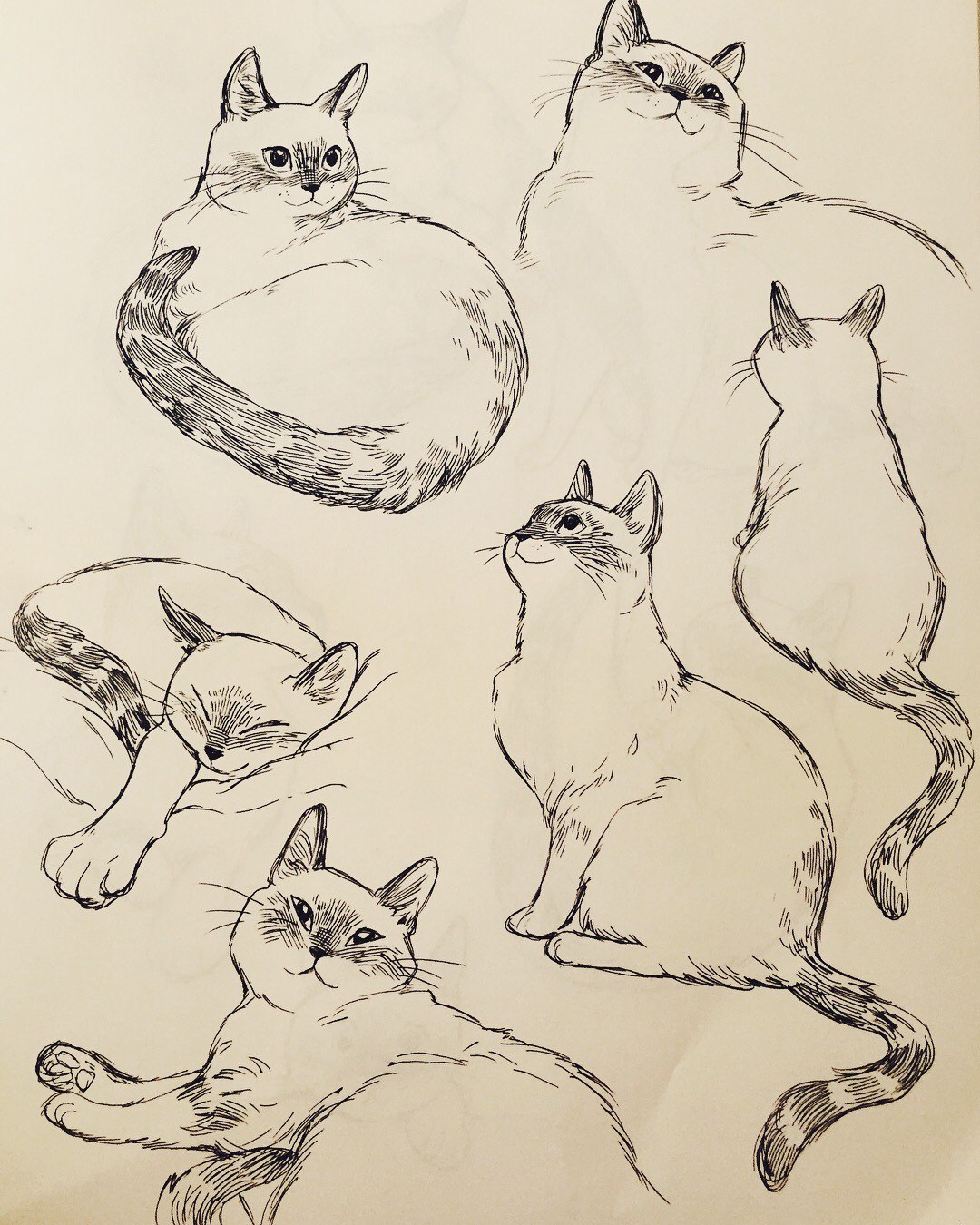 Bev Johnson - cat, Drawing, Longpost