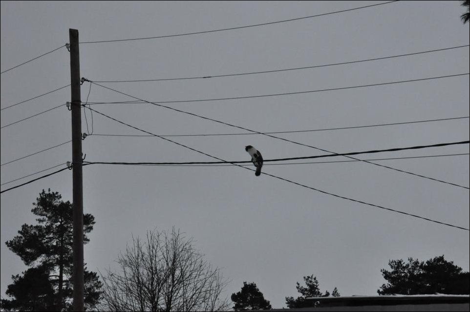 Came for lunch and lunch flew away - cat, High voltage wires, Height, Pillar