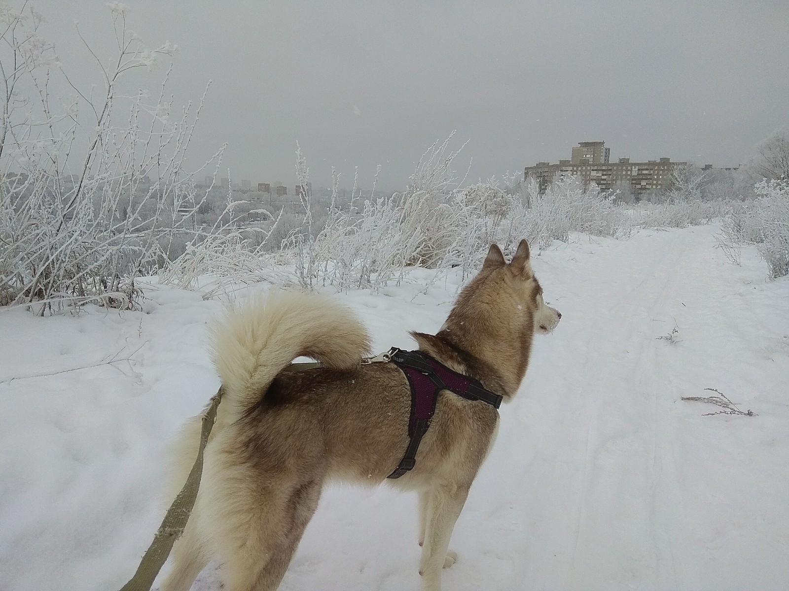 Finally winter has come - My, Husky, Winter, My