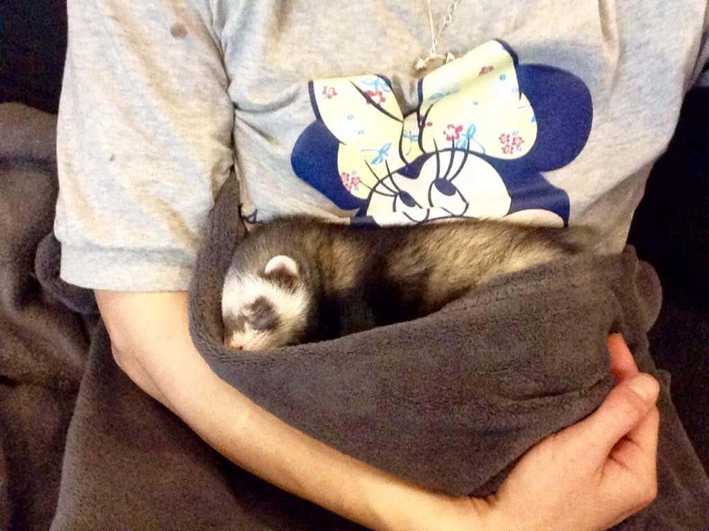 Sleep#style - My, Ferret, Good